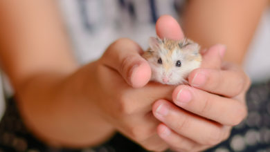 Photo of Hamster als Haustier für Kinder: Eine gute Idee?